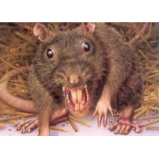 Repulsif Electronique Taupes, Souris, Rats, Ecureuils